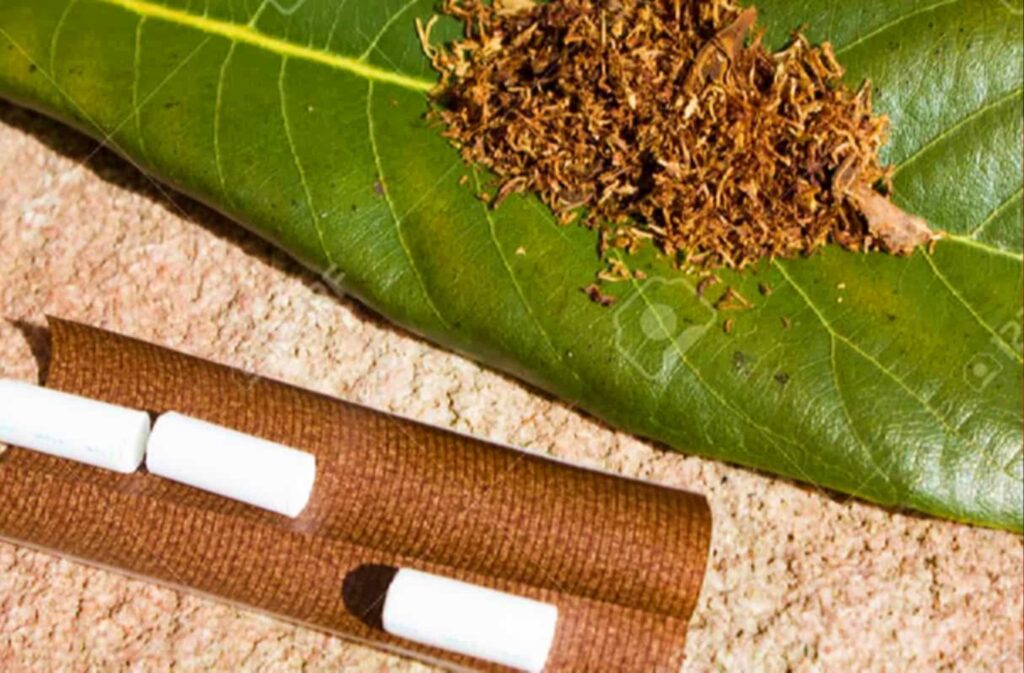 Вид крупным планом на табачные листы